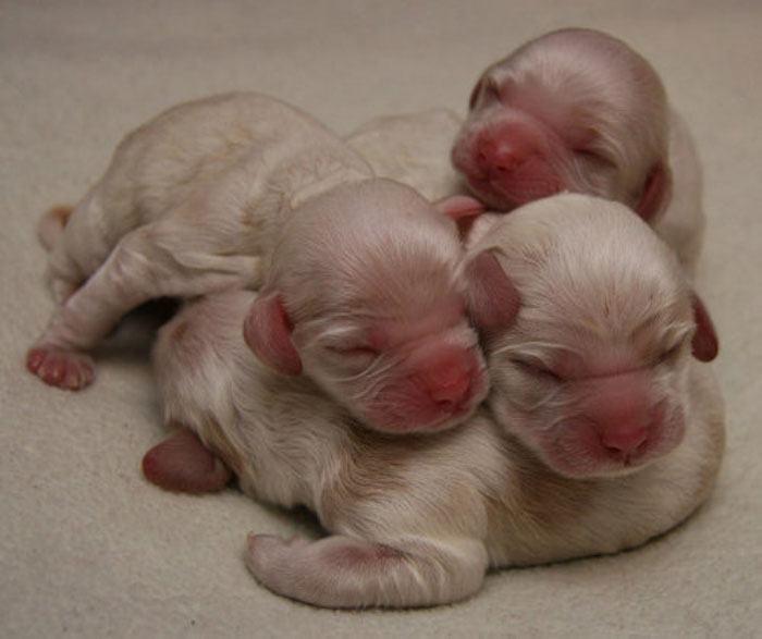 15th-new-born-pups