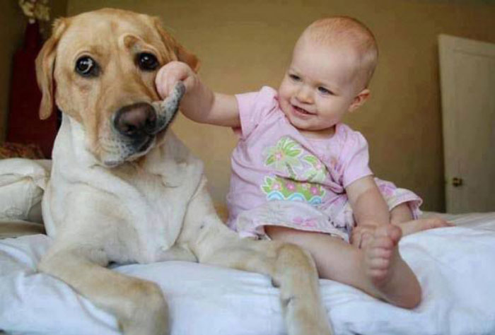 5th-dogs-as-smart-as-babies