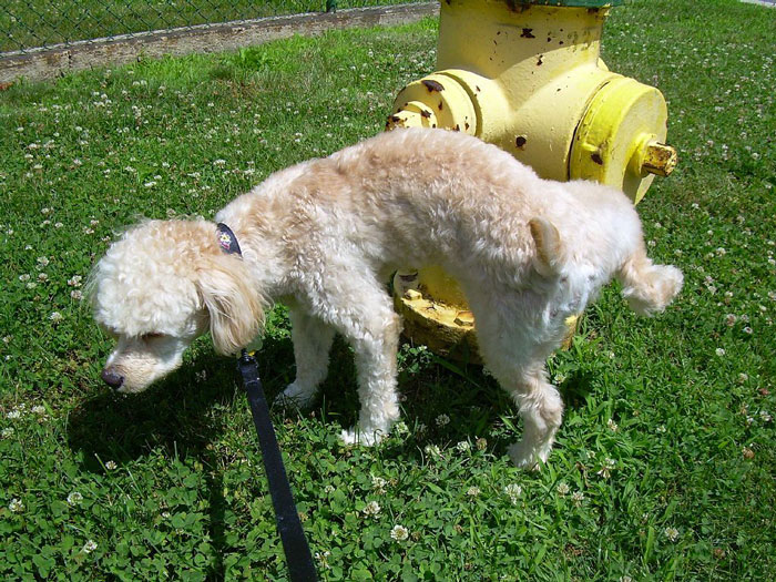 6th-dog-urinating