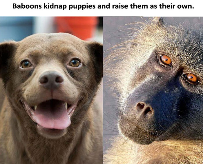 7th-baboons-and-dogs