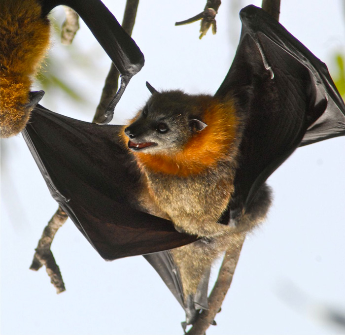 10th-fruit-bat