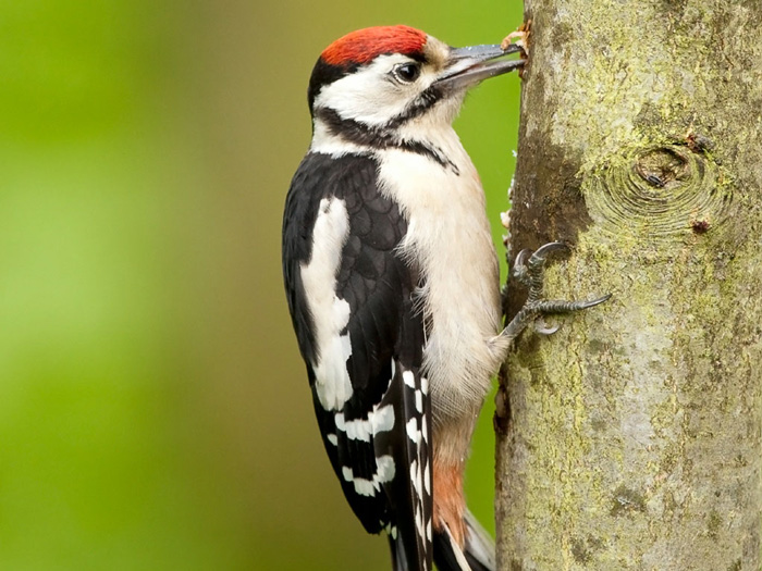 2nd-woodpeckers