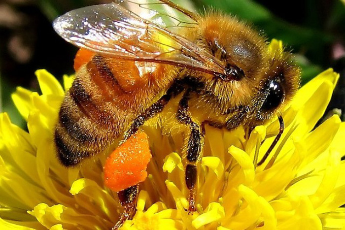 9th-honey-bees