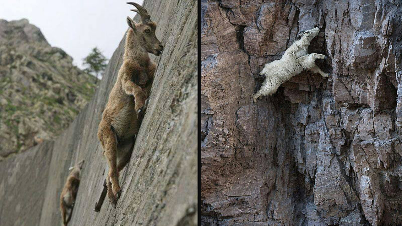 10 Images That Prove Mountain Goats Are Better Rock