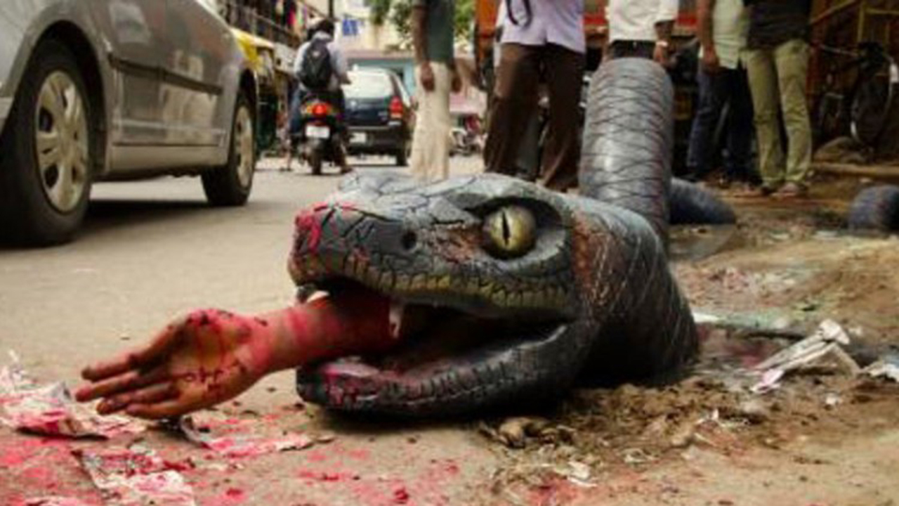 First A Crocodile And Now An Anaconda On Bengaluru Streets. What's