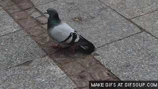 pigeon-o