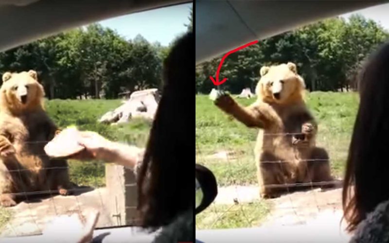 Cute Video Of A Bear Catching Bread Is Why The Revenant Bear Should Have  Won An Oscar Too