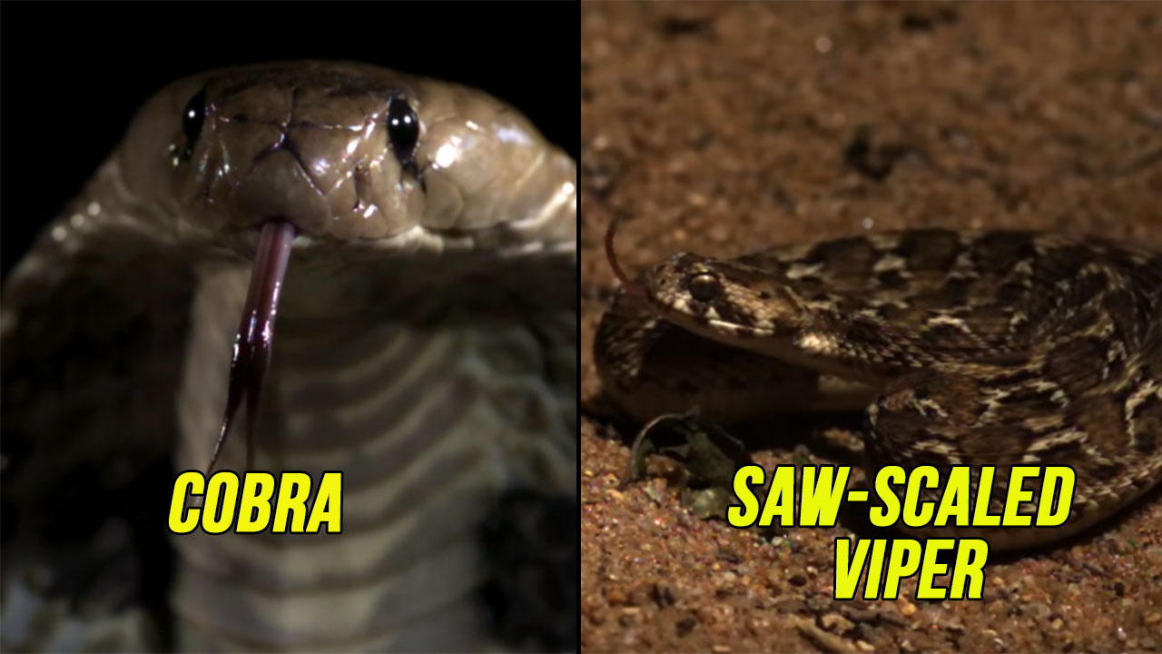 4 Deadliest Snakes In India And How To Survive Their