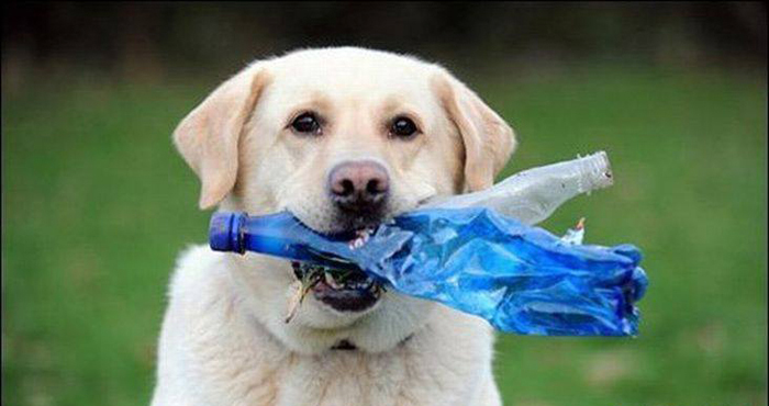 dog plastic bottle