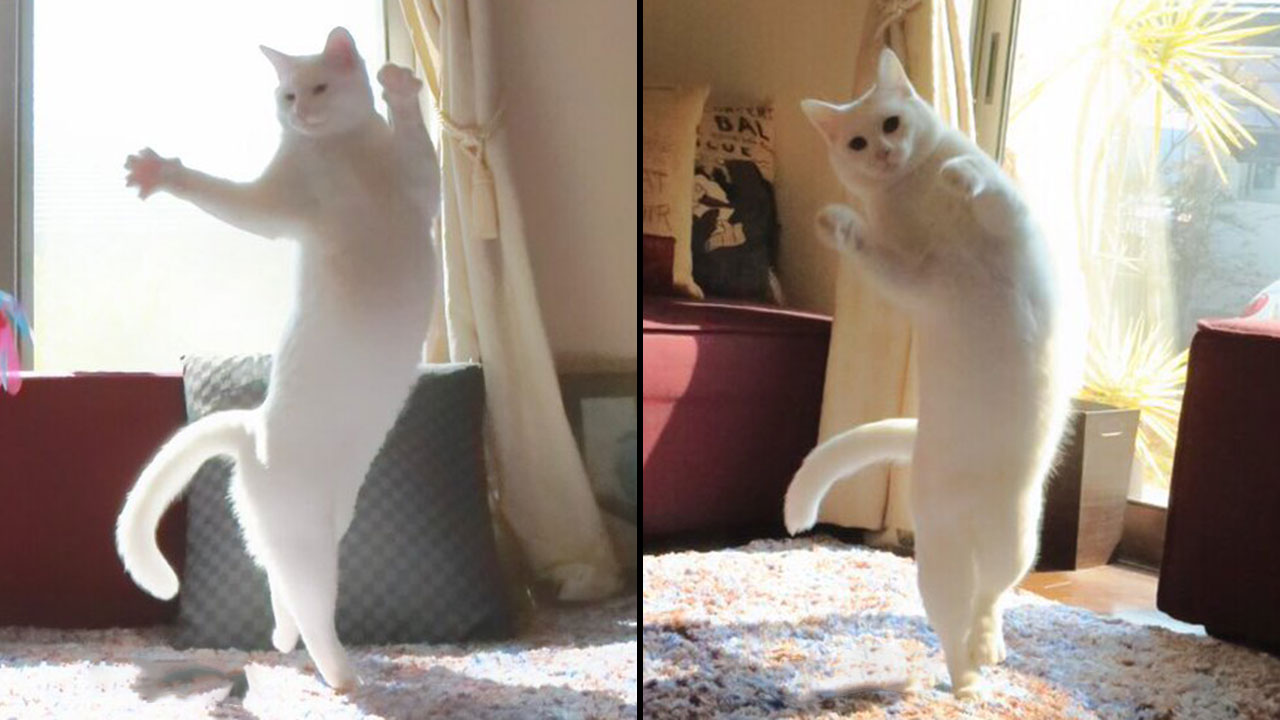 This Cat Performing Ballet Will Make You Want To Stop Everything And