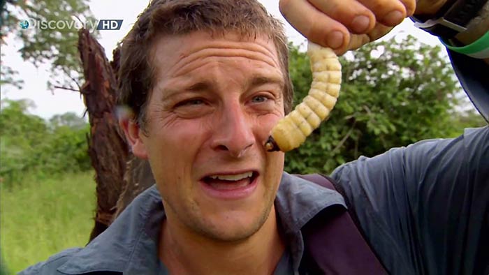 Here Are 11 Living Things Bear Grylls Has Eaten. If He Is In Town, Hide  Your Pets!
