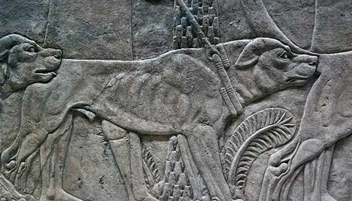 Ashurbanipal-Nineveh-mastiff