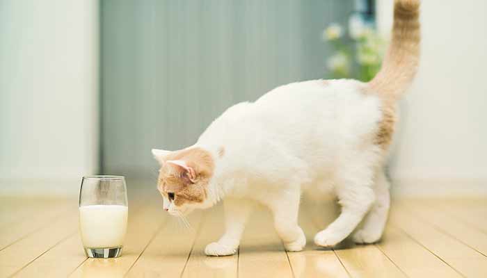 Cat-want-to-drink-milk_1920x1200