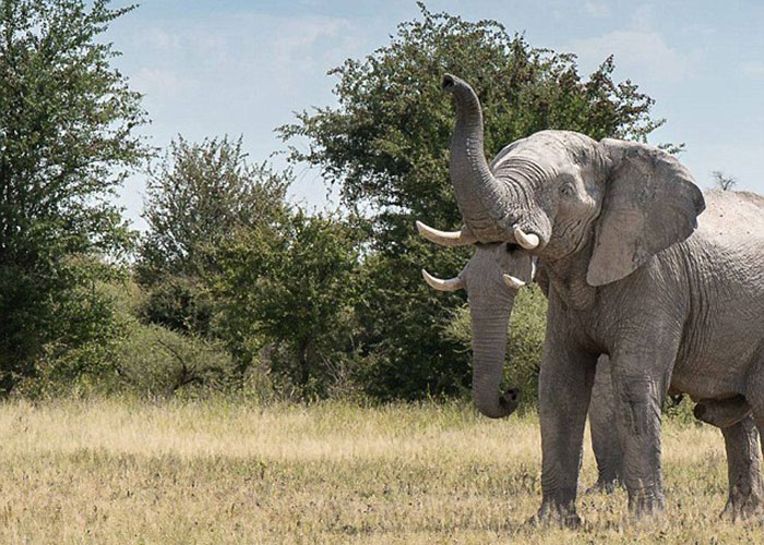 This Picture Of An Elephant With Two Trunks Is Going Crazy Viral And It's  NOT Photoshopped