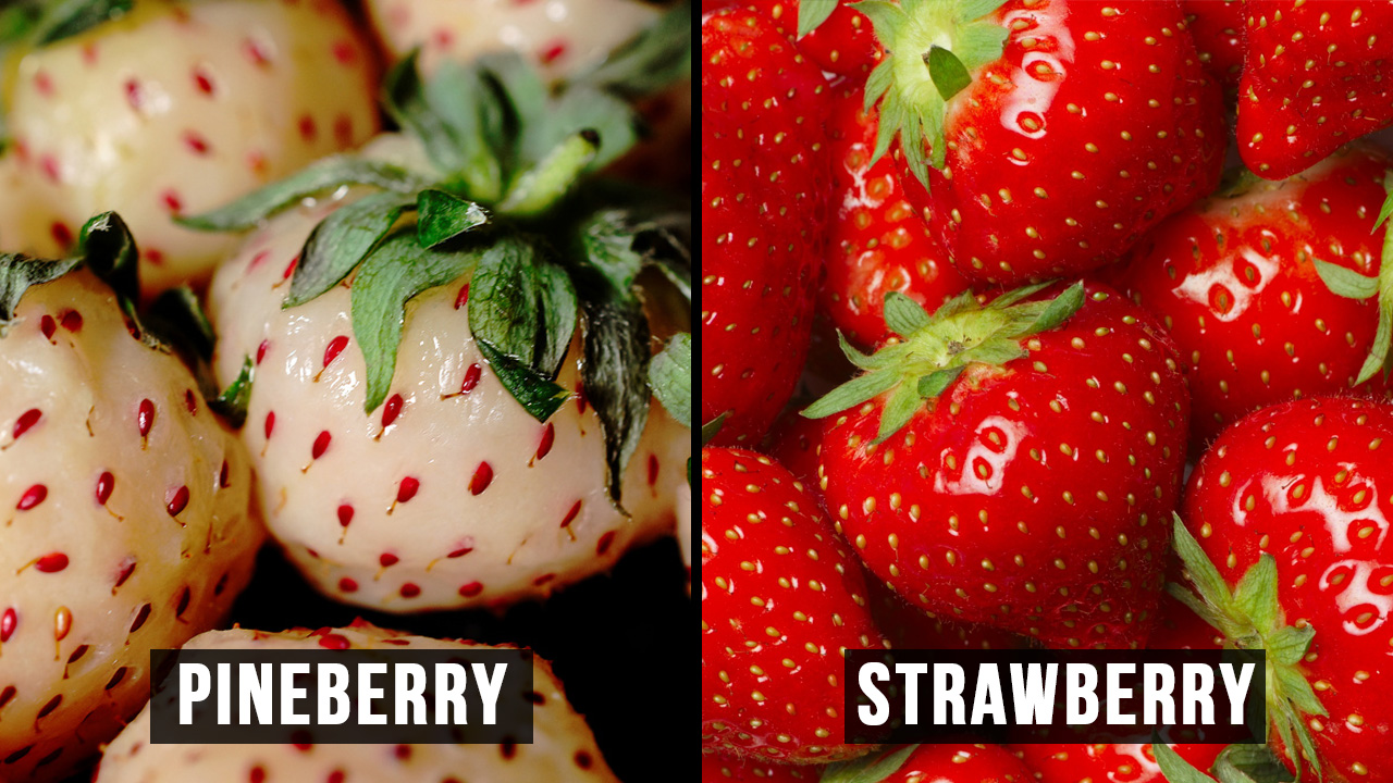pineberry-strawberry