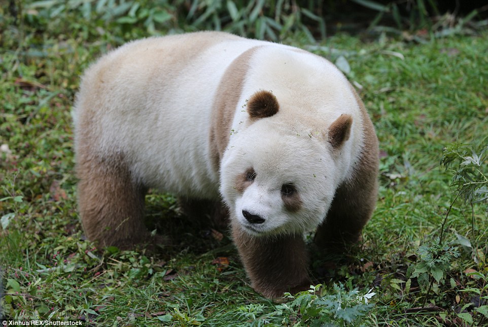 brown-panda-10