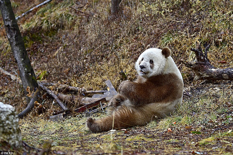 brown-panda-14