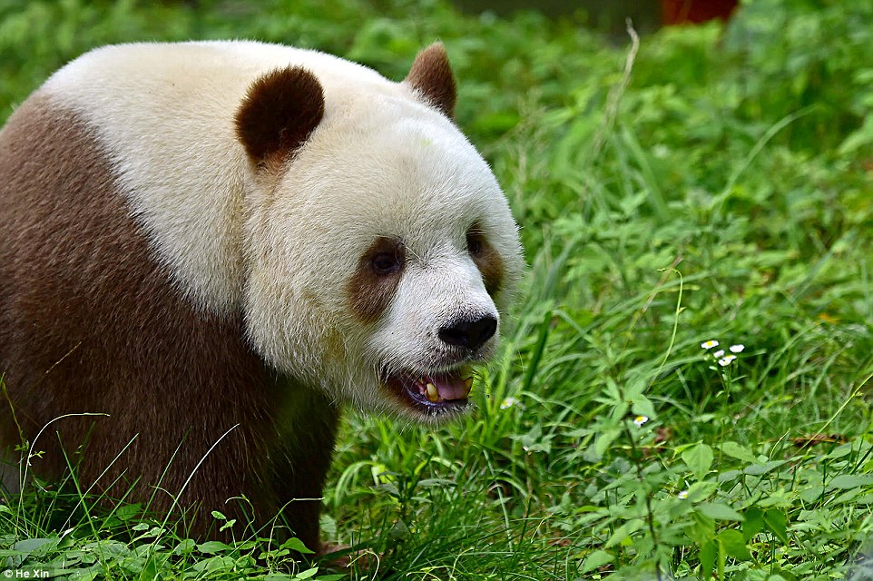 brown-panda-8