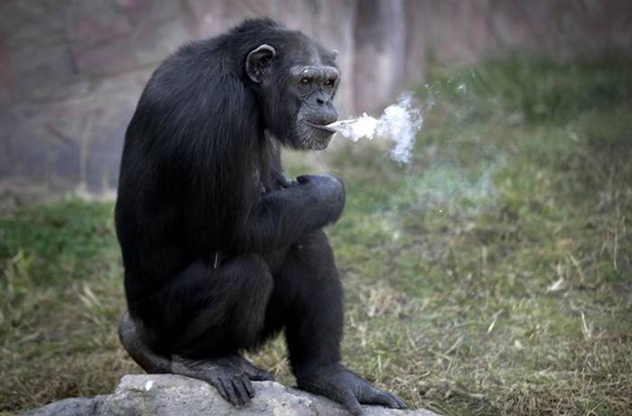 Azalea, a 19-year-old female chimpanzee whose Korean name is "Dallae," smokes a cigarette at the Central Zoo in Pyongyang, North Korea Wednesday, Oct. 19, 2016. According to officials at the newly renovated zoo, which has become a favorite leisure spot in the North Korean capital since it was re-opened in July, the chimpanzee smokes about a pack a day. They insist, however, that she doesn’t inhale. (AP Photo/Wong Maye-E)