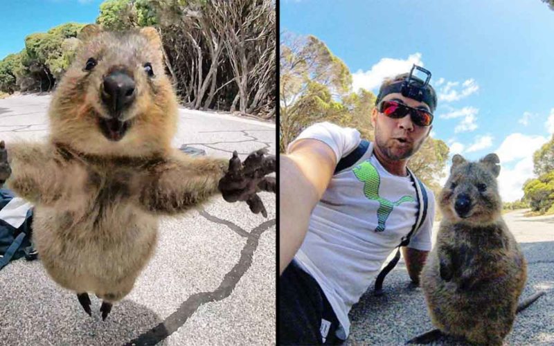 This Friendly Quokka Refuses To Let Go Of A Man And Poses
