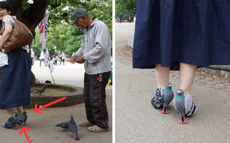 Pigeon-Shoes