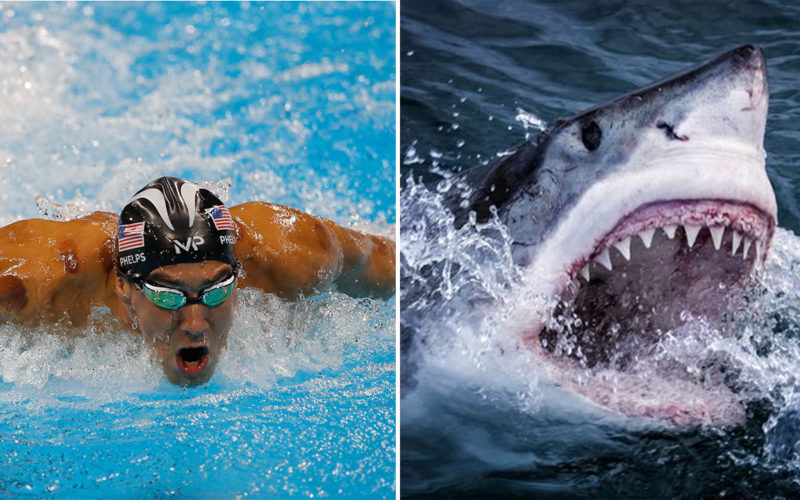 Michael-Phelps-Shark-Race