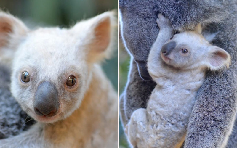 Australian Zoo Sees the Birth of a Rare White Koala