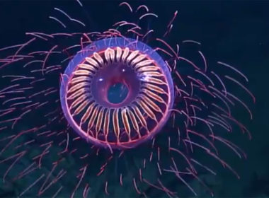Rare-Firework-Jellyfish