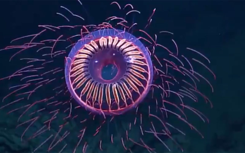 Rare-Firework-Jellyfish