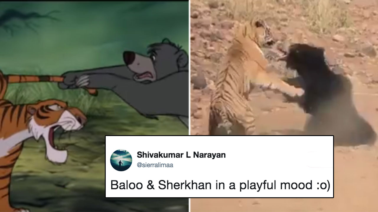 Video Of Tiger Vs. Bear Fight In Maharashtra Goes Viral, Reminds People Of  Shere Khan And Baloo!