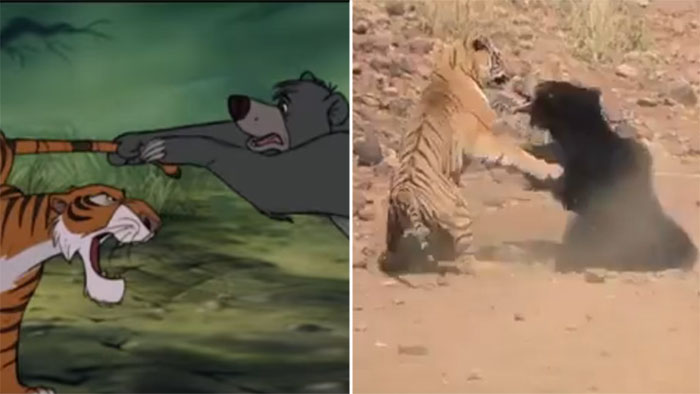 Video Of Tiger Vs. Bear Fight In Maharashtra Goes Viral, Reminds People Of  Shere Khan And Baloo!
