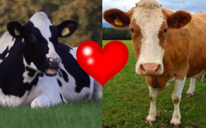 cow dating app in england