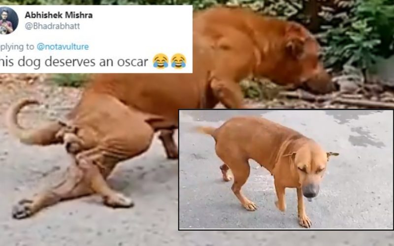 Street Dog Fakes Leg Injury To Get Attention From Passerby In Thailland