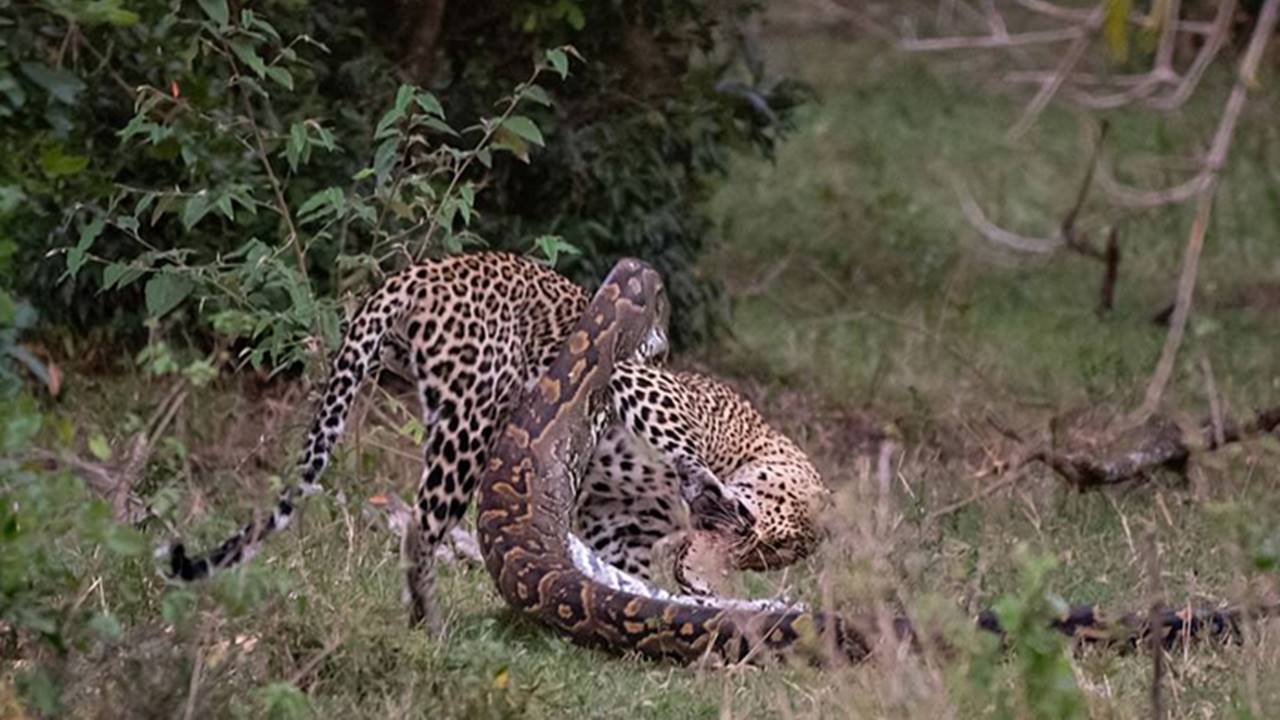 Python Tries To Prey On A Leopard, But Gets Its Skull Crushed Instead ...