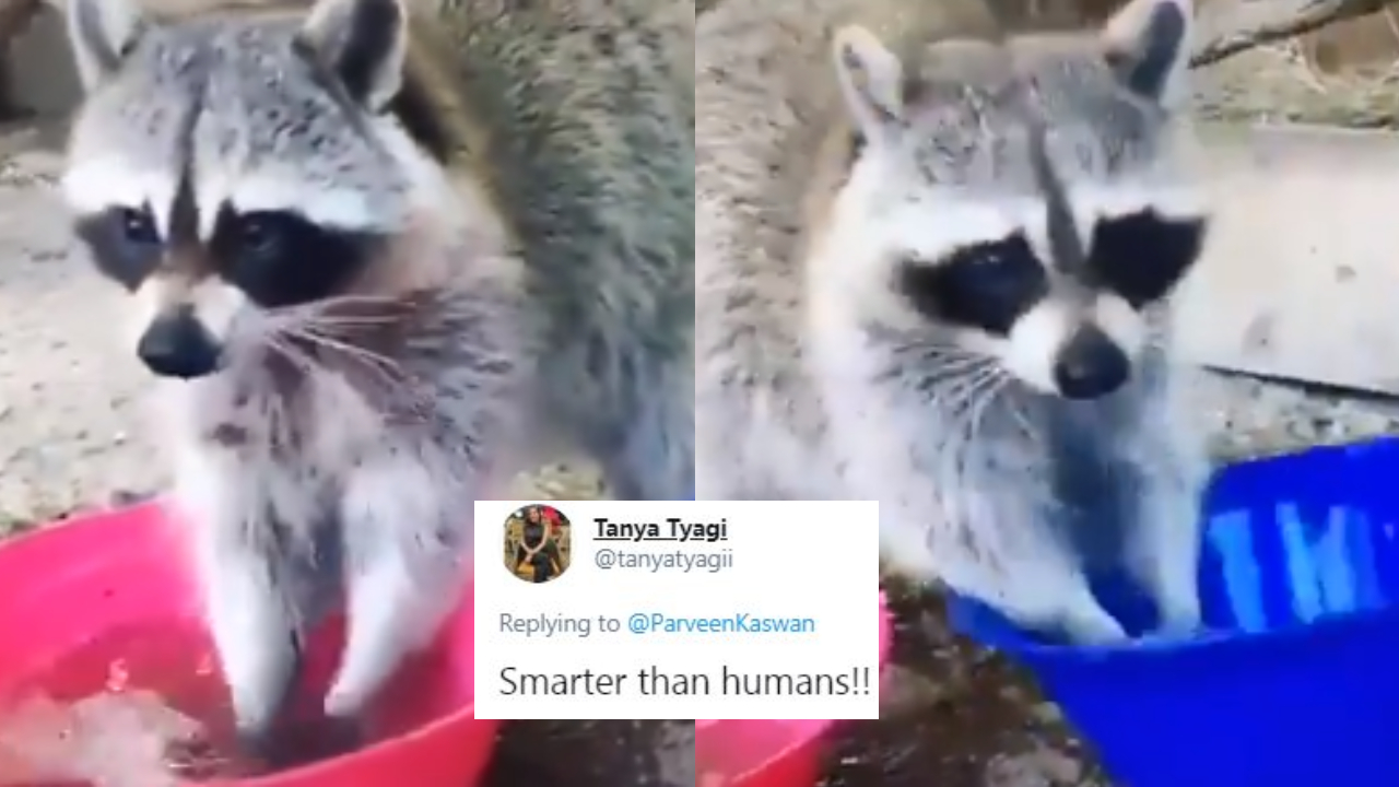 Video Shows Raccoon Washing Hands With Soap & Water