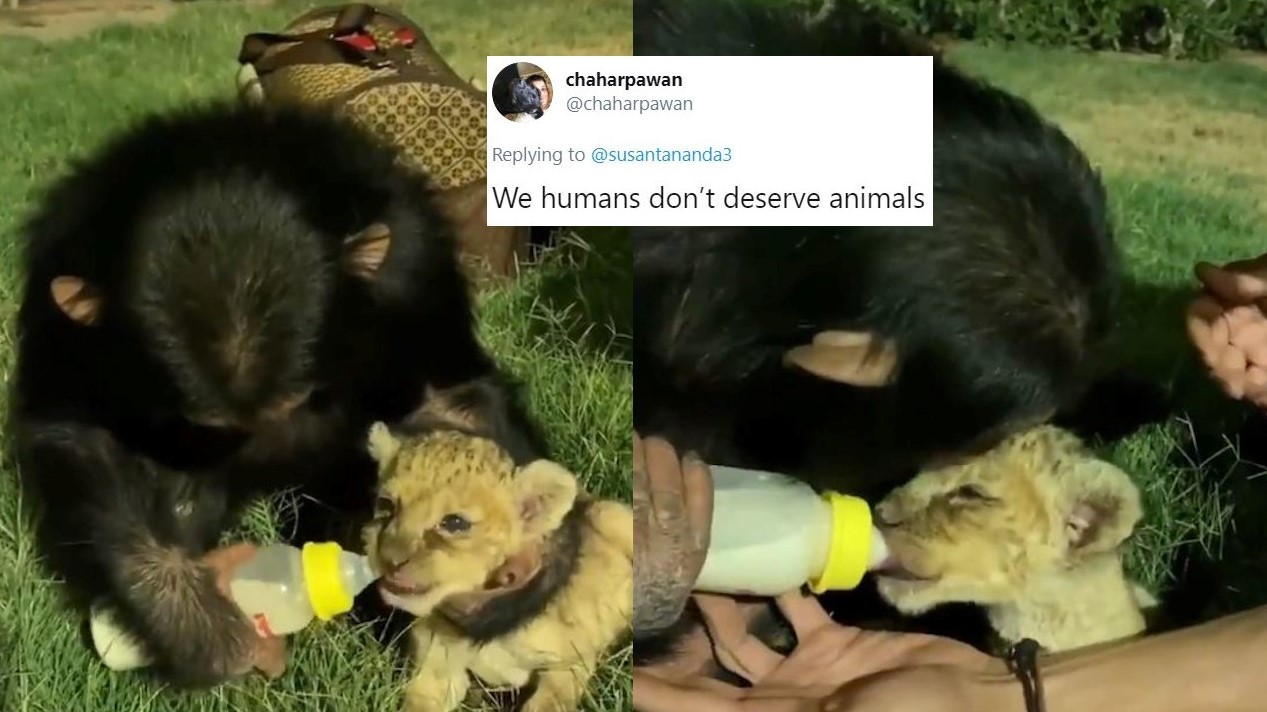 Chimpanzee Lovingly Bottle Feeds Milk To Lion Cub