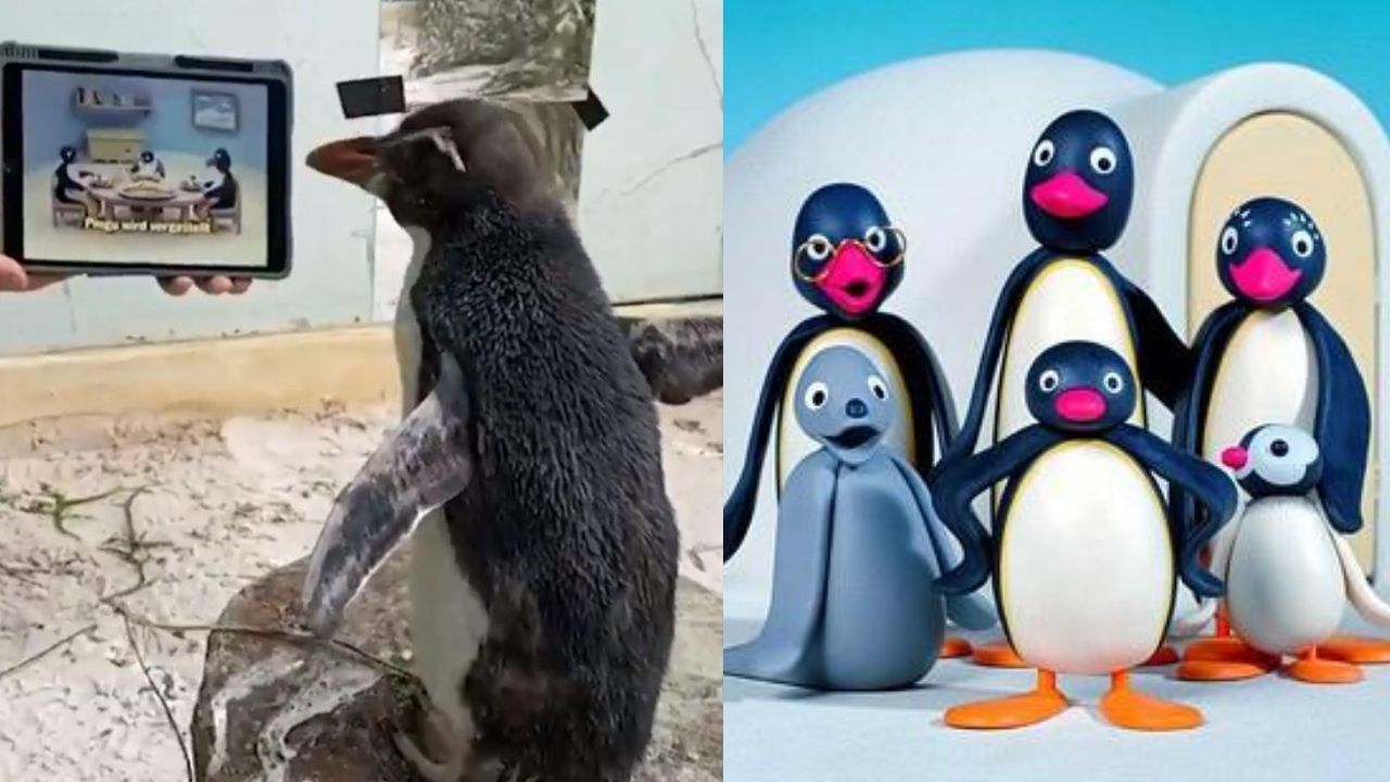 Aussi Penguin Watches Animated Series 'Pingu' On iPad In Berth Zoo