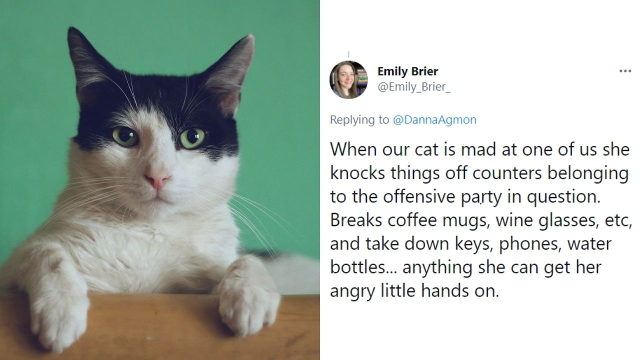 Eating Chargers To Biting, Pet Parents Tweet Annoying Things Cats Do