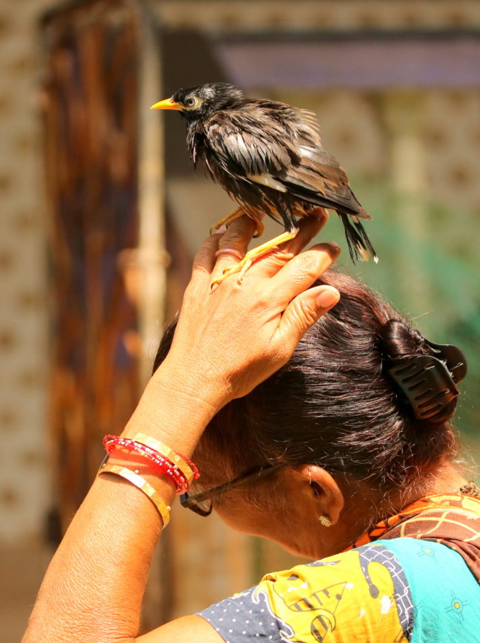 Goa Woman Rescues Bird That Fell From Nest, It Sits On Her Head Lovingly, Refuses To Leave!