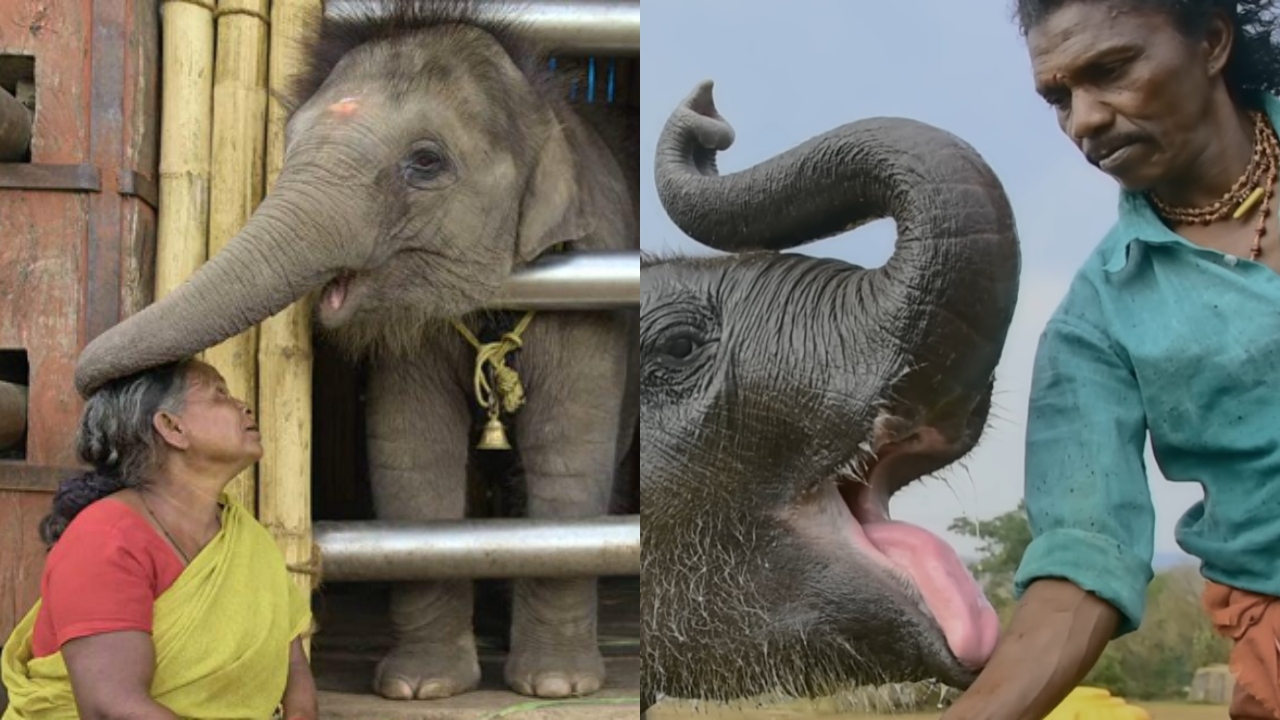 Meet Bomman & Bellie, Couple From 'The Elephant Whisperers'